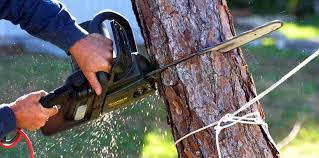 Best Hazardous Tree Removal  in Coats, NC